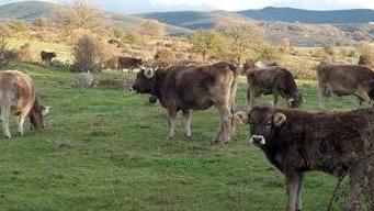 Tubercolosi bovina, mancano i vaccini Orgosolo protesta