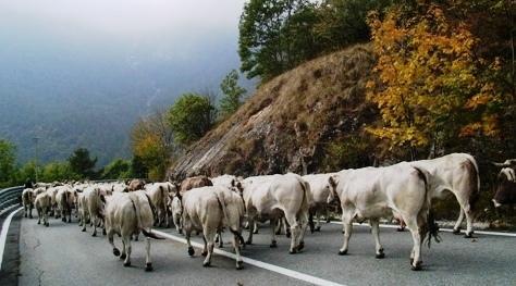 E Aggius rivive le antiche tradizioni con la transumanza 