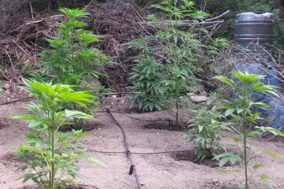 Scoperte 22 piante di cannabis, un arresto 