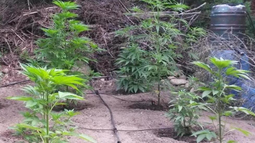 Scoperte 22 piante di cannabis, un arresto
