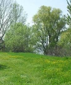 Pesca al siluro Appuntamento in riva al Po 