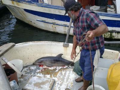 Ambiente: delfino muore intrappolato in una rete