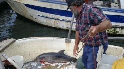 Ambiente: delfino muore intrappolato in una rete