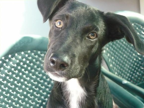 Condannato a quattro mesi per aver ucciso il proprio cane 