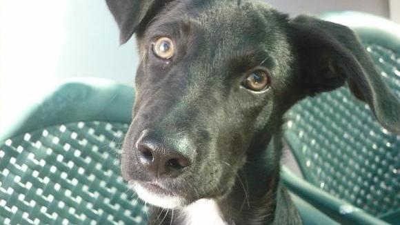 Condannato a quattro mesi per aver ucciso il proprio cane