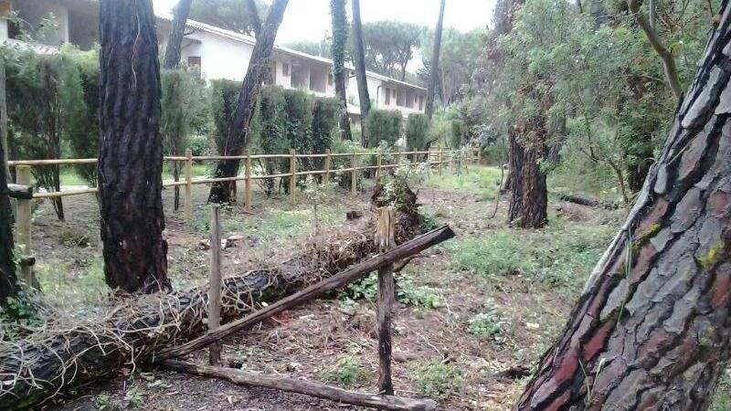 Principina, crollano altri due pini, tragedia sfiorata