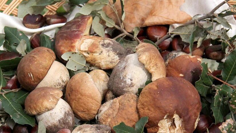 Funghi, da oggi scatta il divieto