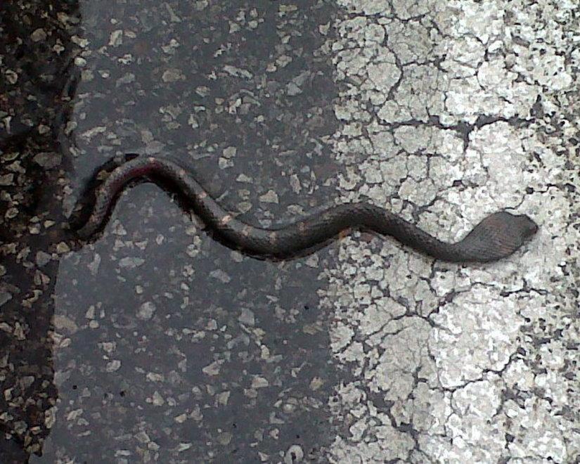 Trova un cobra fuori dal supermercato 