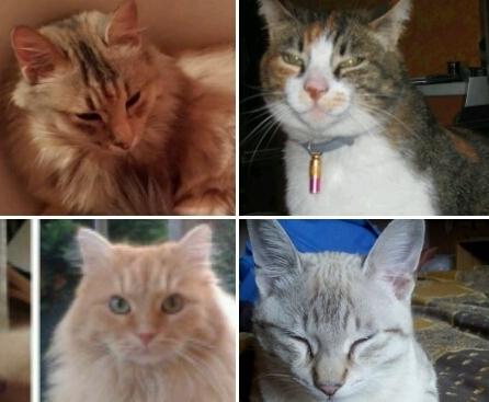 Animali smarriti e ritrovati: l’aiuto arriva da Facebook 