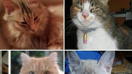 Animali smarriti e ritrovati: l’aiuto arriva da Facebook