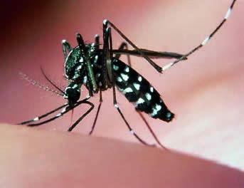 Un caso di Chikungunya a Rubiera 