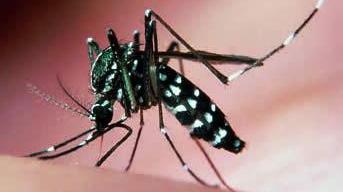 Un caso di Chikungunya a Rubiera