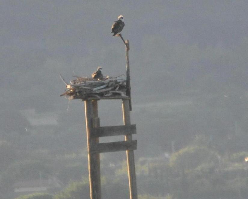 Tre pulcini di falco pescatore alla Diaccia Botrona 