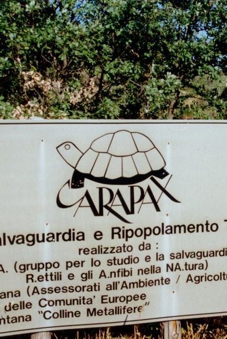Le tartarughe del Carapax si trasferiscono sul Trasimeno