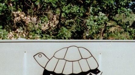 Le tartarughe del Carapax si trasferiscono sul Trasimeno