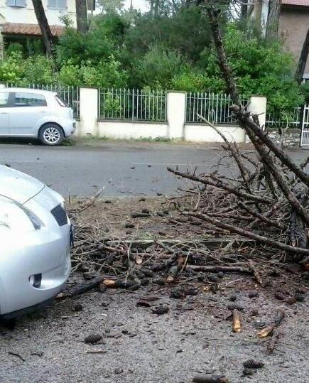 Crollano due pini, tragedia sfiorata 