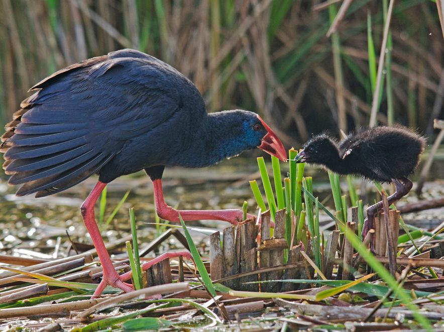 Fotografia, la vittoria va al pollo sultano
