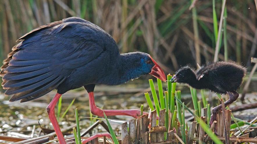 Fotografia, la vittoria va al pollo sultano