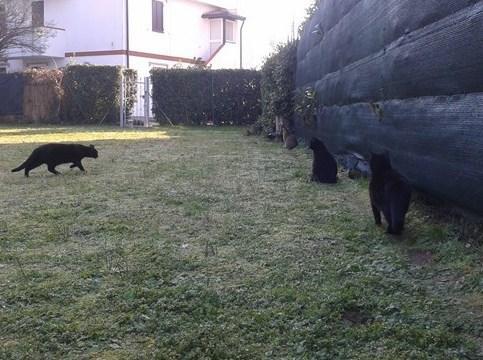 «Spariti trenta gatti dalla colonia felina» 