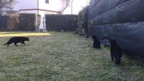 «Spariti trenta gatti dalla colonia felina»