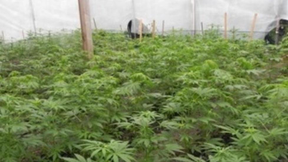 Una piantagione di droga sui calanchi: due arresti