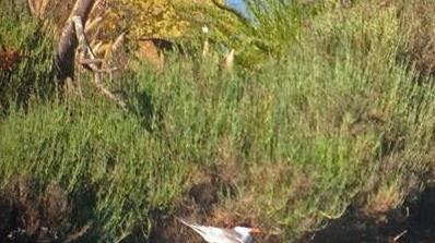 Nidi sommersi dalle idrovore, la Lav studia un’azione penale
