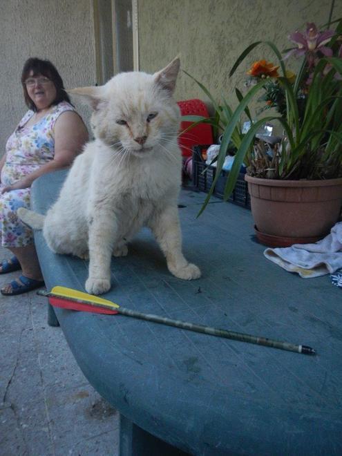 Gatto trafitto da una balestra ad Albareto 