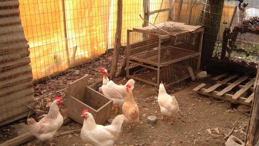 Rubano sei galline e un gallo