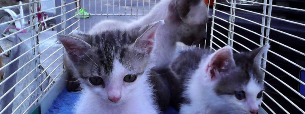 Tre micetti in cerca di una casa