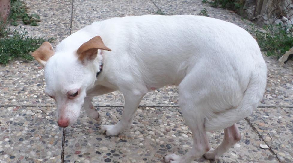 Tre cani prigionieri in casa tra la sporcizia