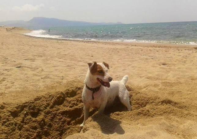 Spiagge per cani 2014 a Planargia e al Fico
