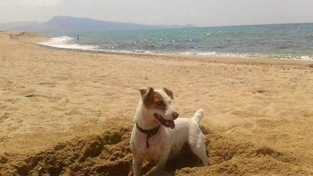 Spiagge per cani 2014 a Planargia e al Fico