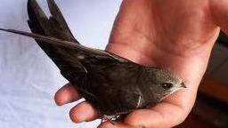 I rondoni salvati riprendono il volo