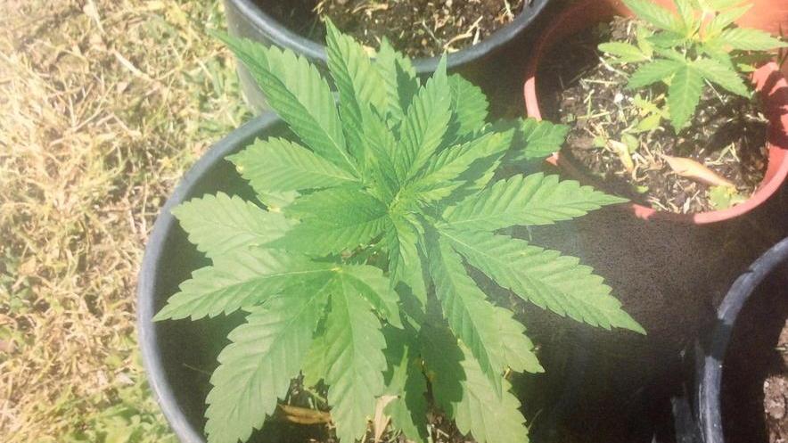 Coltiva marijuana in casa, denunciata