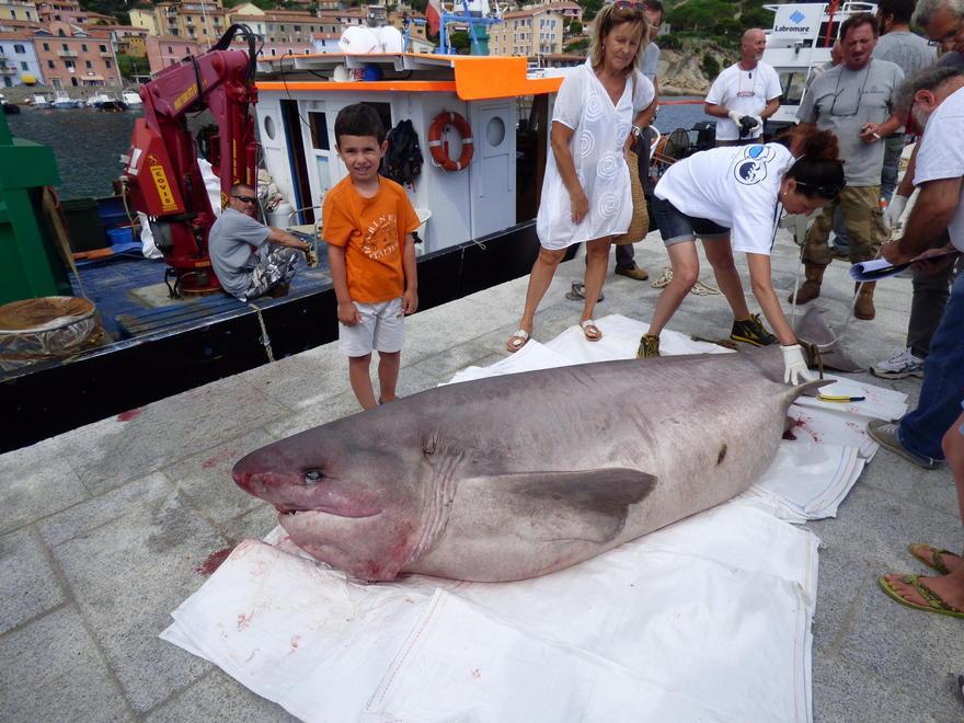 Grosso squalo trovato morto all’Isola del Giglio 