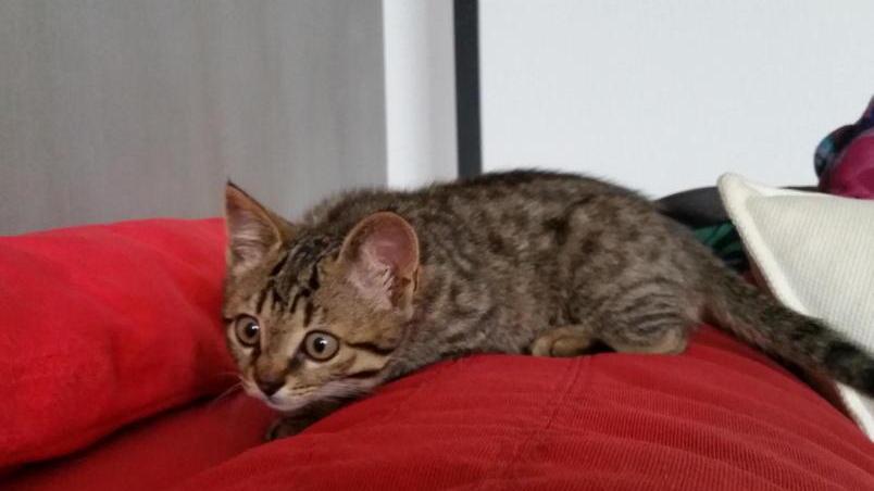 Metti un gatto nel motore: l’incredibile corsa di Turbo