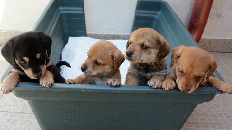 Cuccioli abbandonati cercano casa