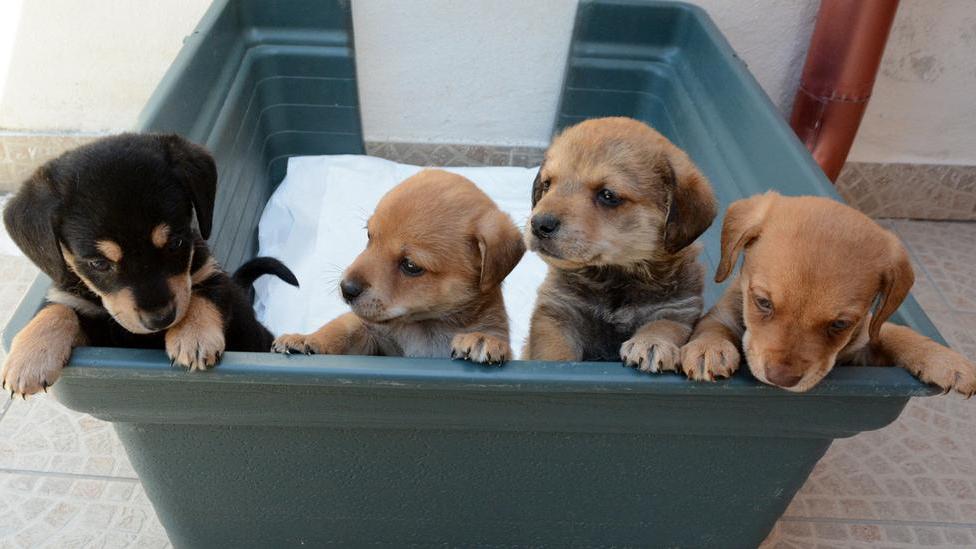 Cuccioli abbandonati cercano casa