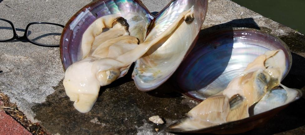 «Una scia di bivalvi morti nelle acque del Po di Volano» 