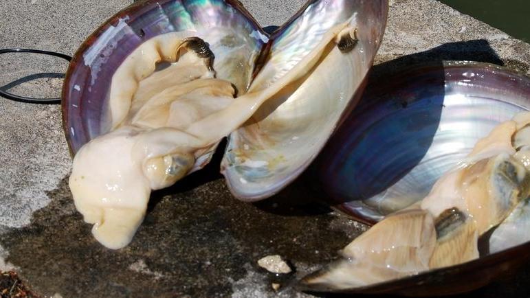 «Una scia di bivalvi morti nelle acque del Po di Volano»