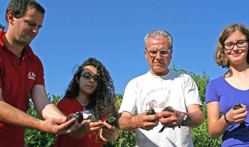 Tornano a volare i rondoni salvati