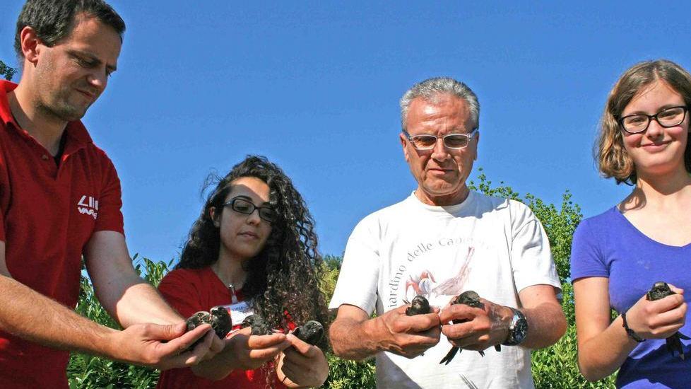 Tornano a volare i rondoni salvati