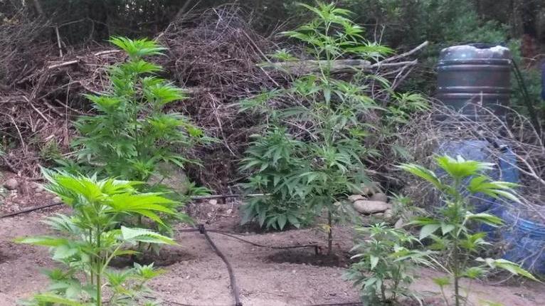 In campagna una piccola piantagione di marijuana, due arresti 