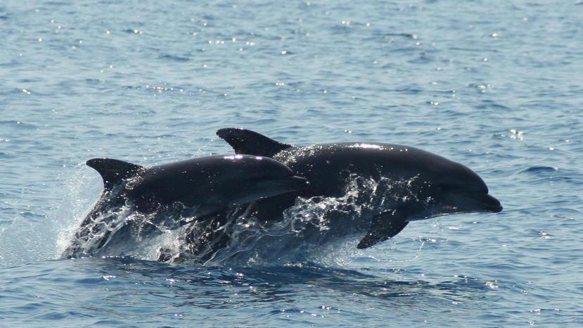 Gruppo di delfini avvistato nelle acque della Versilia