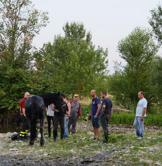 Cavallo resta impantanato Liberato dai vigili del fuoco - VIDEO