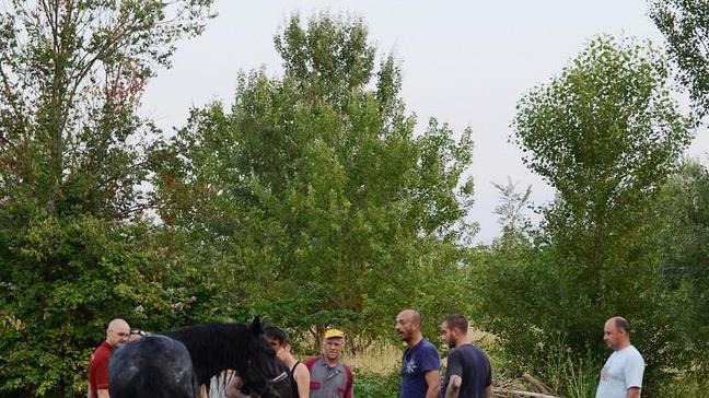 Cavallo resta impantanato Liberato dai vigili del fuoco - VIDEO