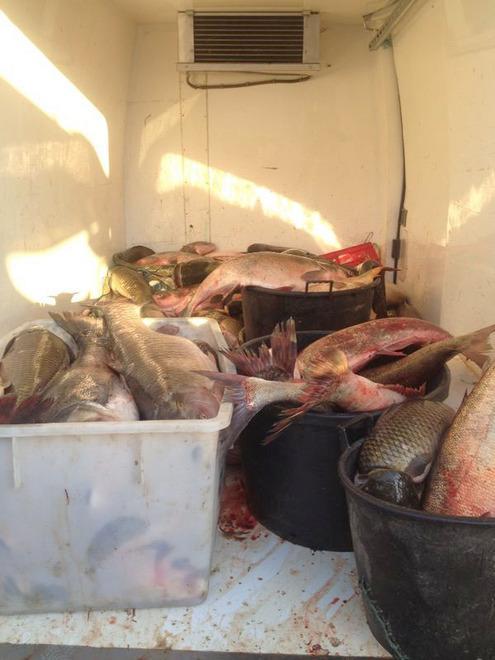 Una tonnellata di pesce di fiume pescato di frodo in un solo giorno 