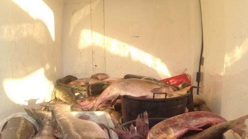 Una tonnellata di pesce di fiume pescato di frodo in un solo giorno