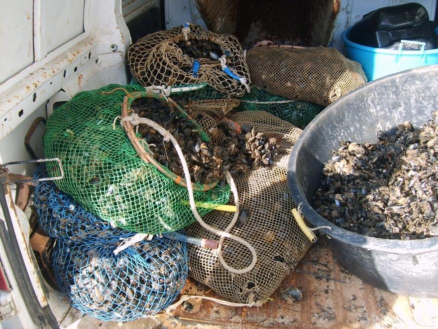 Rubano cozze per una cena tra amici, tre denunciati 
