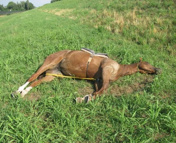 Cade da cavallo, avvocato in prognosi riservata 
